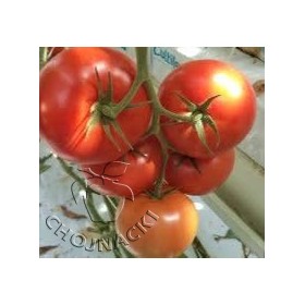 POMIDOR PERUGINO 500 NAS ST