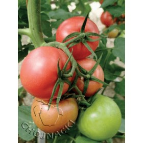 POMIDOR PINK PANTHER F1 MALINOWY 1 TYS