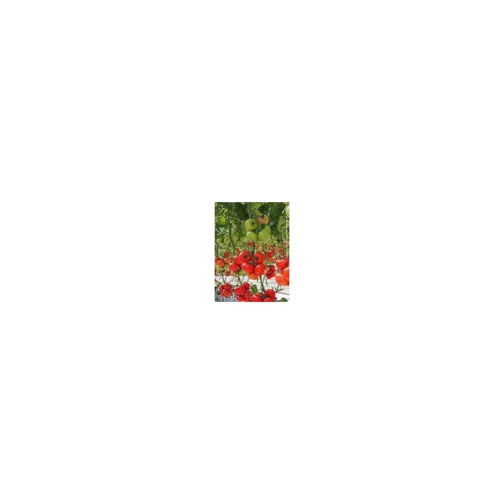POMIDOR POD OSŁONY CHERRY GENIO F1 250 NAS