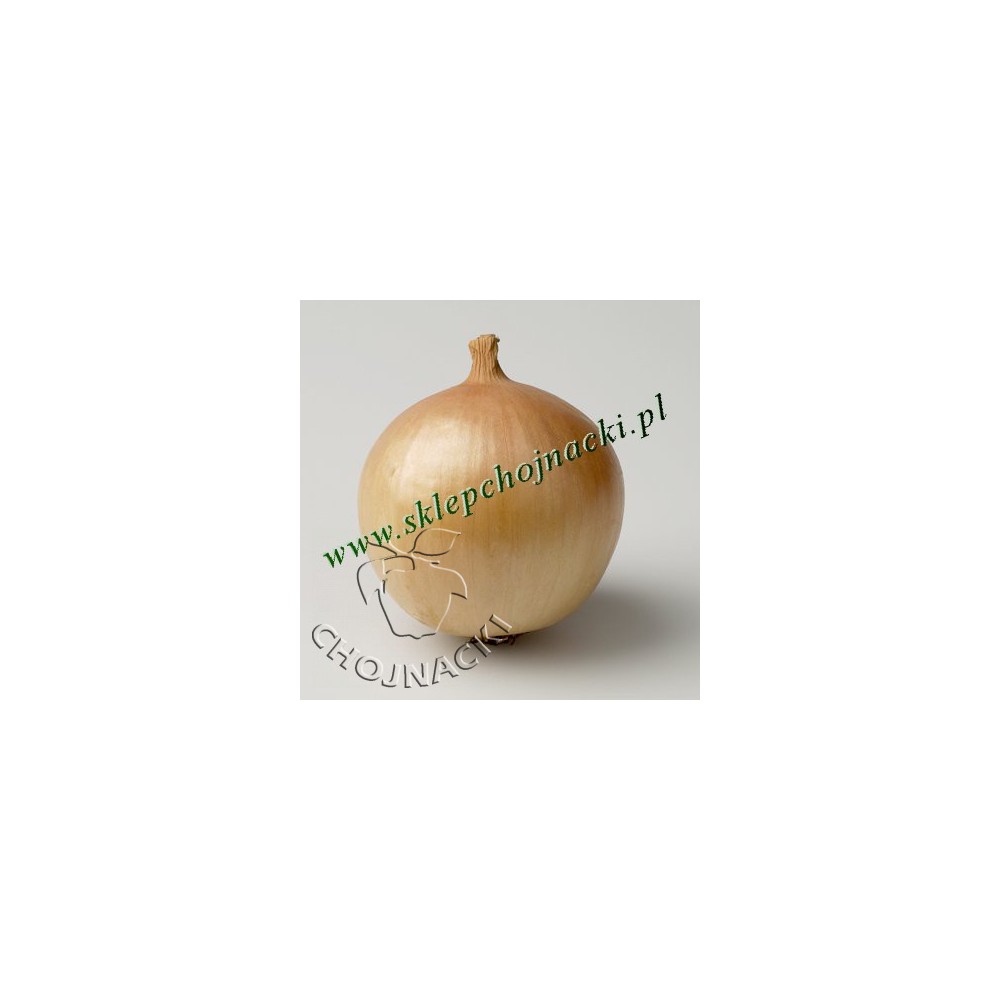 Cebula Franzisco 250tys NATURALNE ST