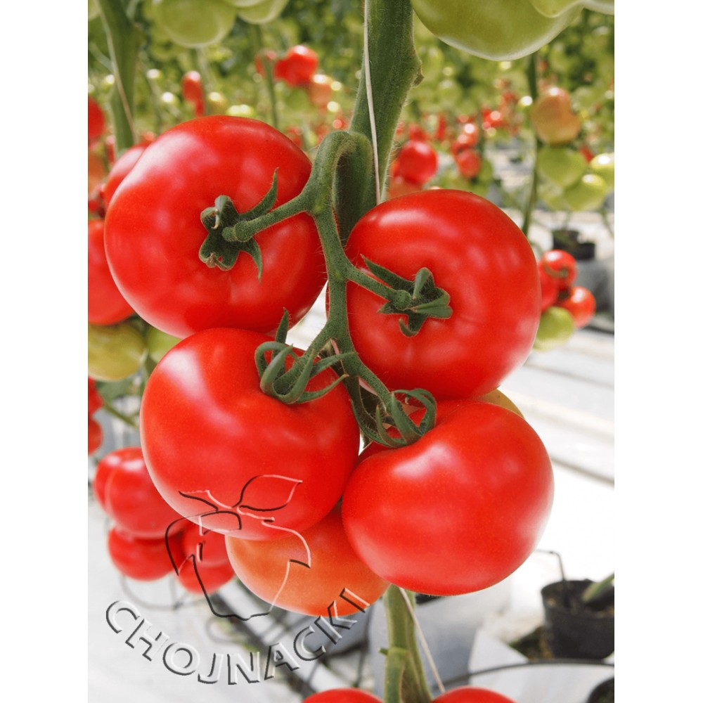 POMIDOR POD OSŁONY OKRĄGŁY TAMARIS F1 1 TYS ST