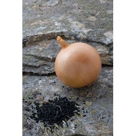 CEBULA HYBELLE F1 250 TYS PRECYZYJNE