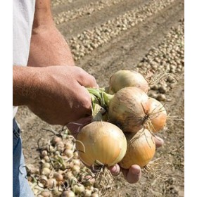 CEBULA HYLANDER F1 250 TYS PRECYZYJNE