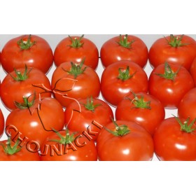 POMIDOR SZKLARNIOWY FORENZA F1 500 NAS ST