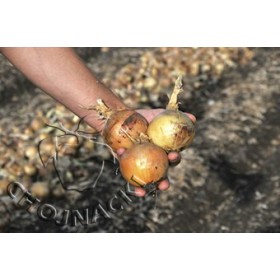 CEBULA HYTUNE F1 250 TYS