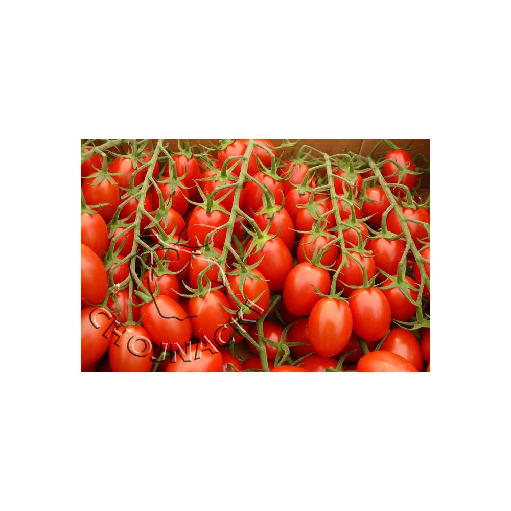 POMIDOR ŚLIWKOKSZTAŁTNY VESPOLINO F1 500 NAS ST