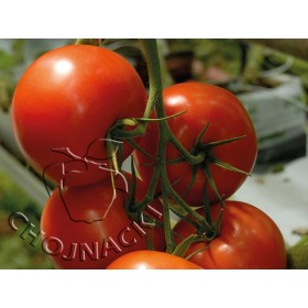 POMIDOR TUNELOWY BELLFORT F1 500 NAS ST