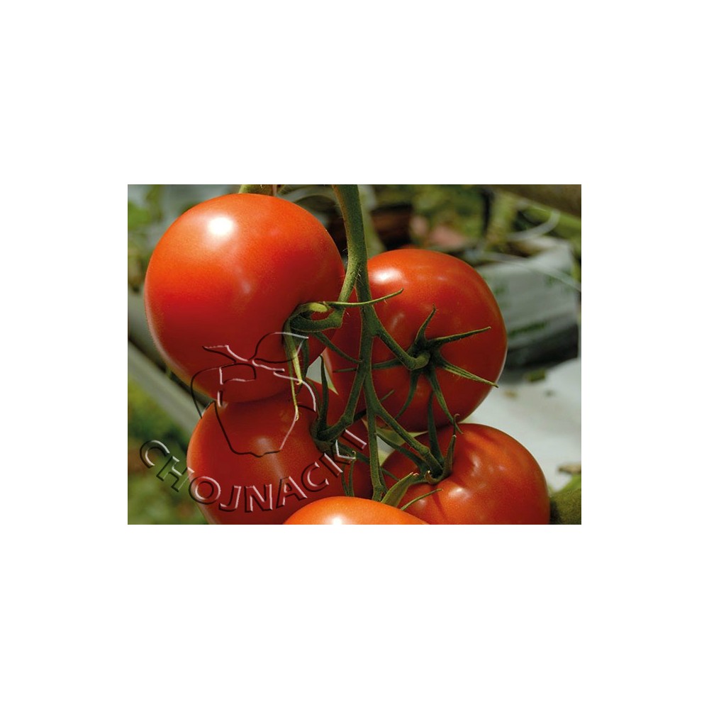 POMIDOR TUNELOWY BELLFORT F1 500 NAS ST