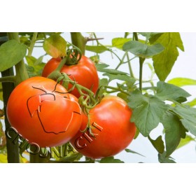 POMIDOR TUNELOWY BERBERANA F1 500 NAS ST