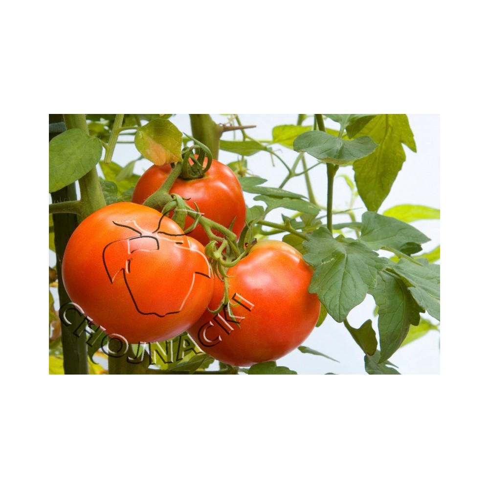 POMIDOR TUNELOWY BERBERANA F1 500 NAS ST