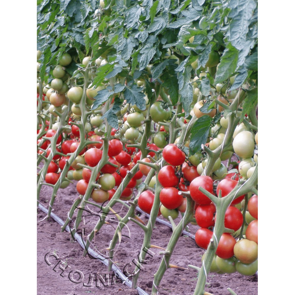POMIDOR TUNELOWY BRILLANTE F1 1 TYS ST