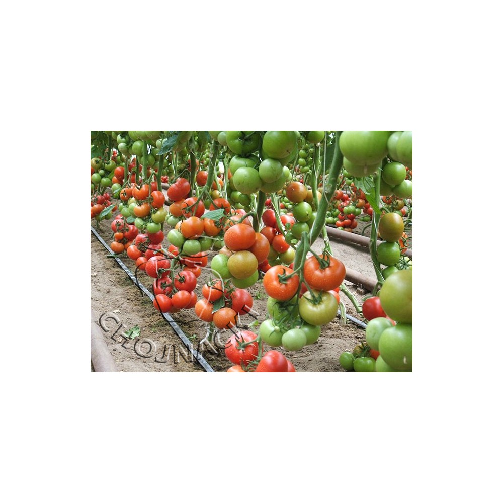 POMIDOR TUNELOWY CINDEL F1 500 NAS ST