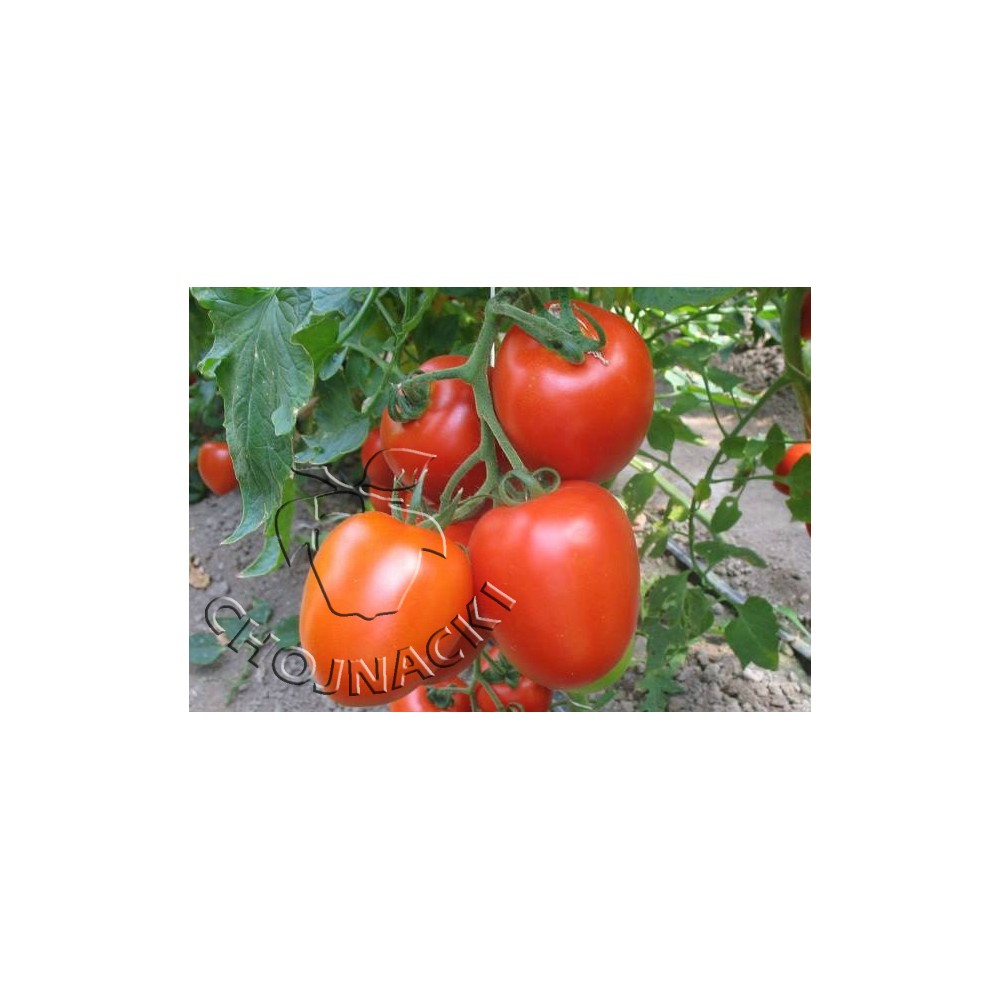 POMIDOR TUNELOWY GRANADERO F1 500 NAS ST