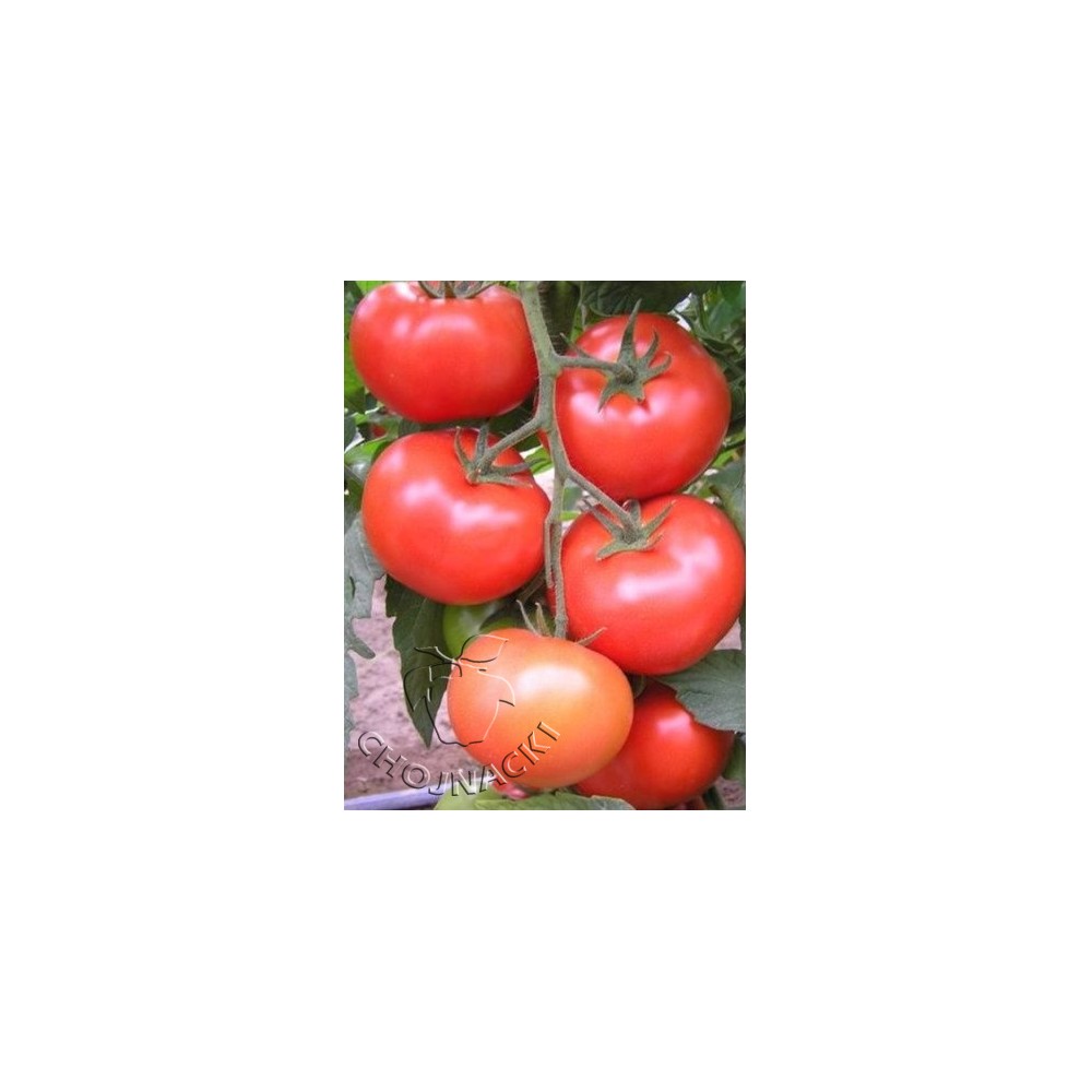 POMIDOR TUNELOWY LOARA( HMX44235) MALINOWY 250 NAS ST