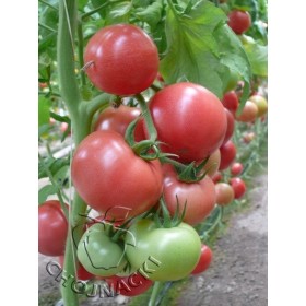 Pomidor TUNELOWY MALINOWY V404 F1 250nas ST