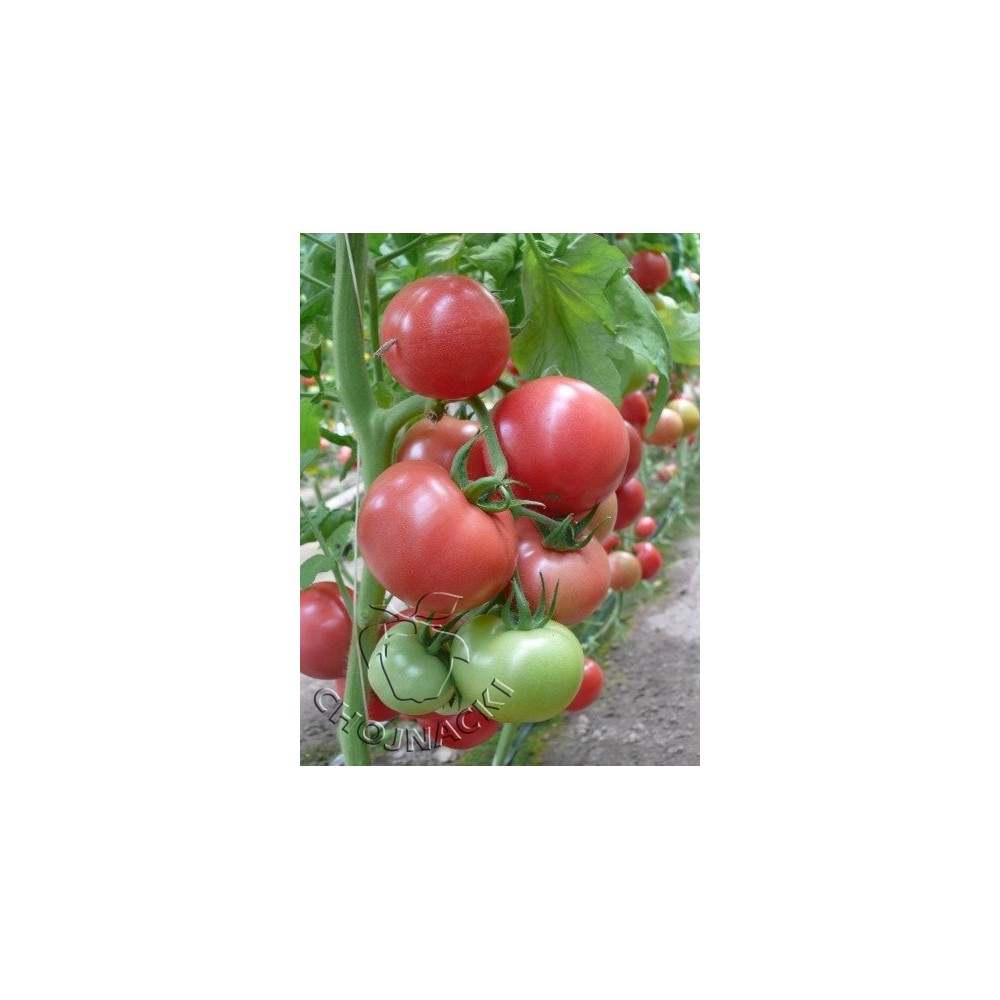Pomidor TUNELOWY MALINOWY V404 F1 250nas ST