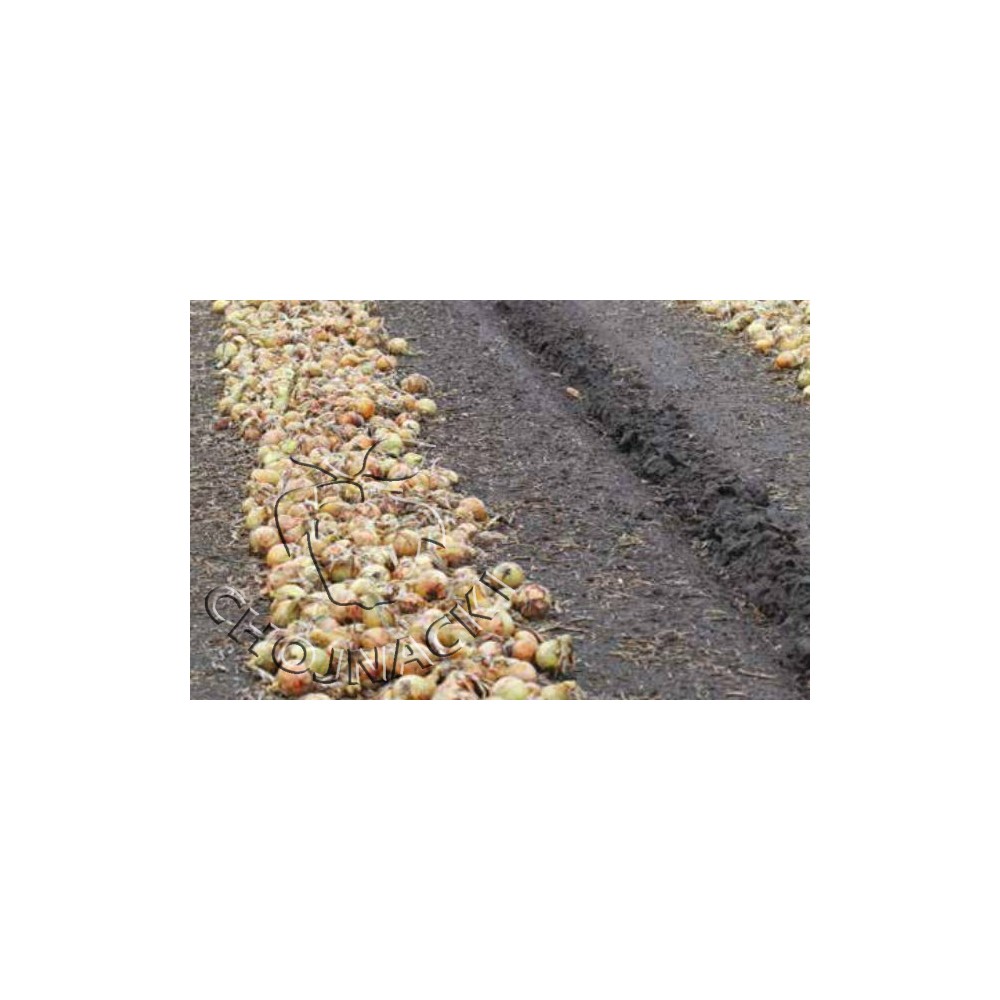 CEBULA MEDAILLON F1 250 TYS PRECYZYJNE ST