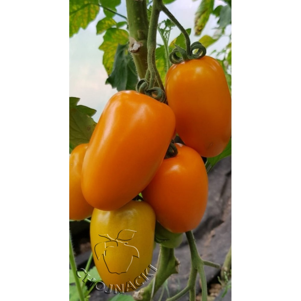 POMIDOR TUNELOWY PLENORANGE F1 V534 250 NAS ST