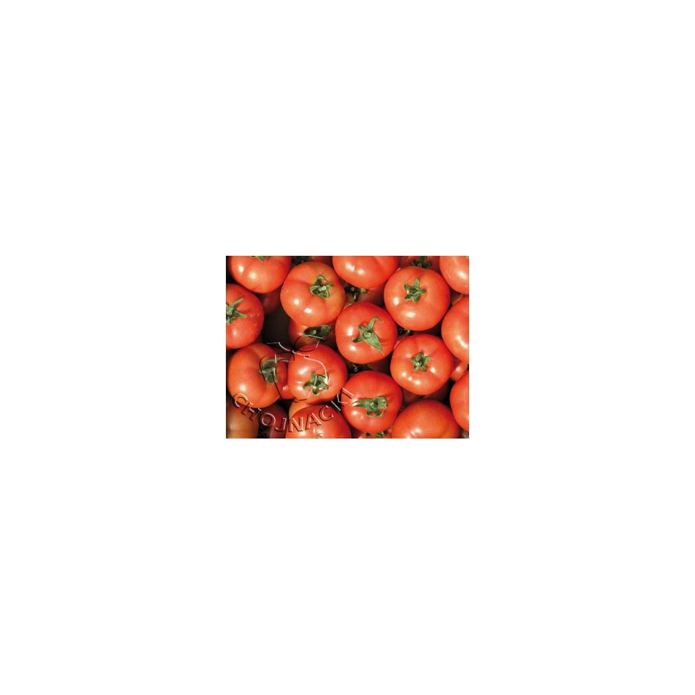 POMIDOR TUNELOWY TSARINE F1 500 NASION ST