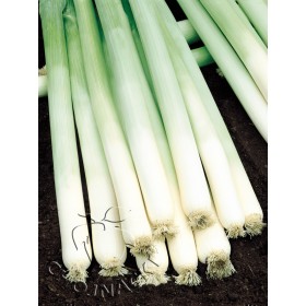 POR BULGINA 50 TYS NAT ( HAZERA) ST