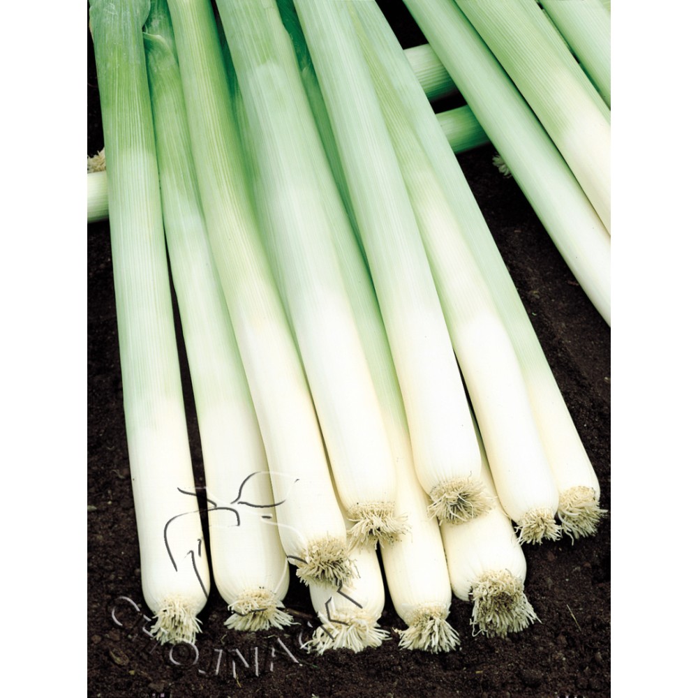 POR BULGINA 50 TYS NAT ( HAZERA) ST