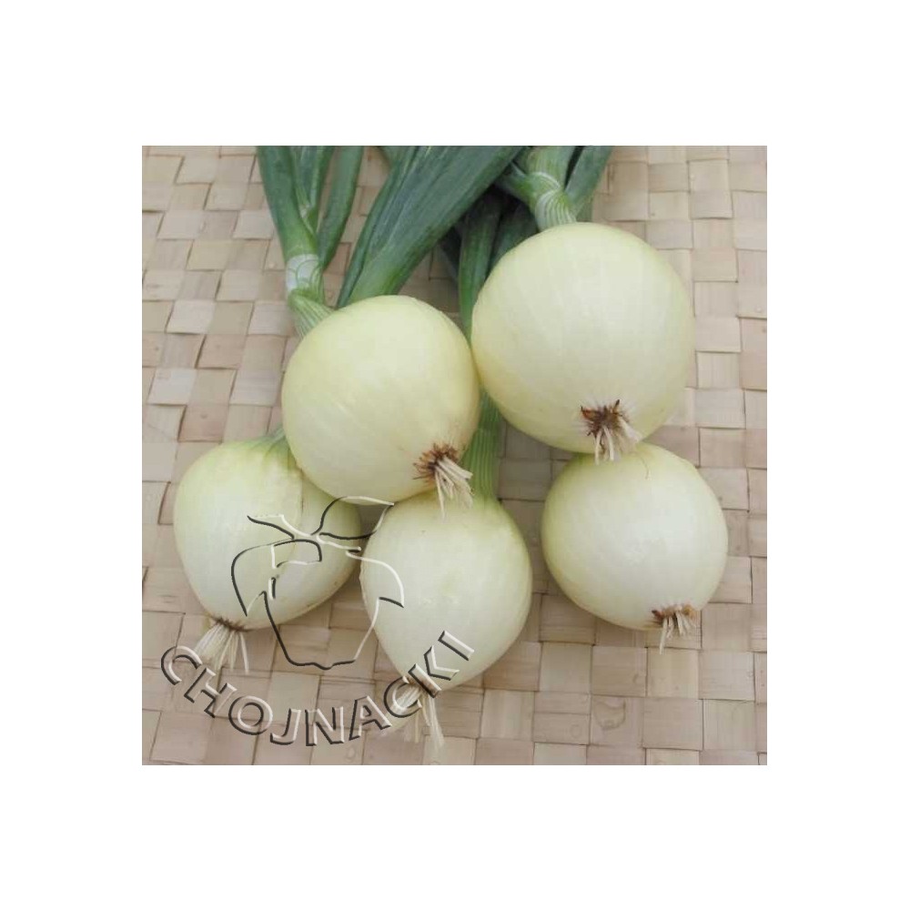 Cebula ozima Agra 500g