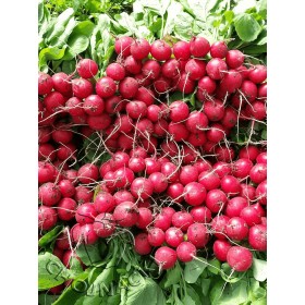 RZODKIEWKA AUTELLA F1 25 TYS PRECYZYJNE ST