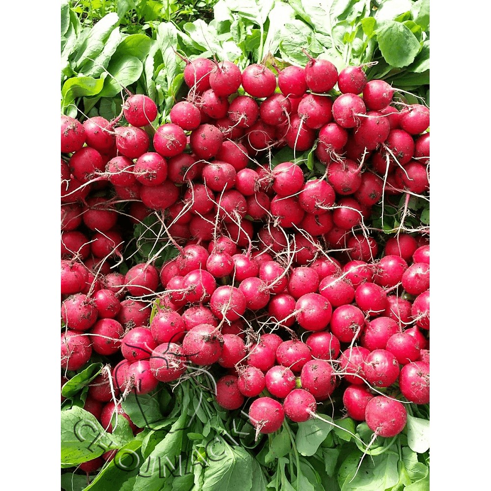 RZODKIEWKA AUTELLA F1 25 TYS PRECYZYJNE ST