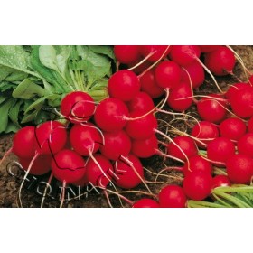 RZODKIEWKA CELESTA FI 50 TYS 2,75-3.00 ST