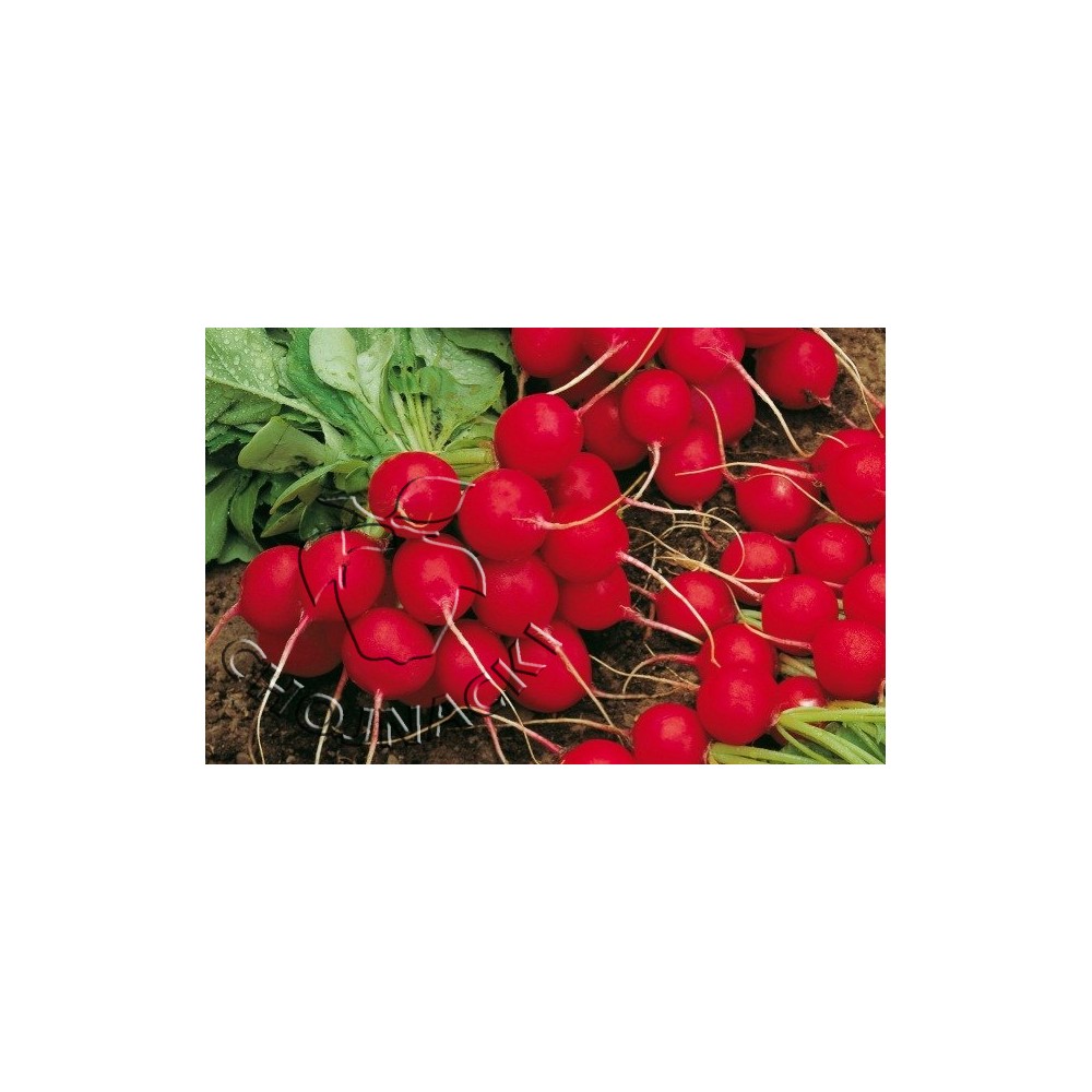 RZODKIEWKA CELESTA FI 50 TYS 2,75-3.00 ST