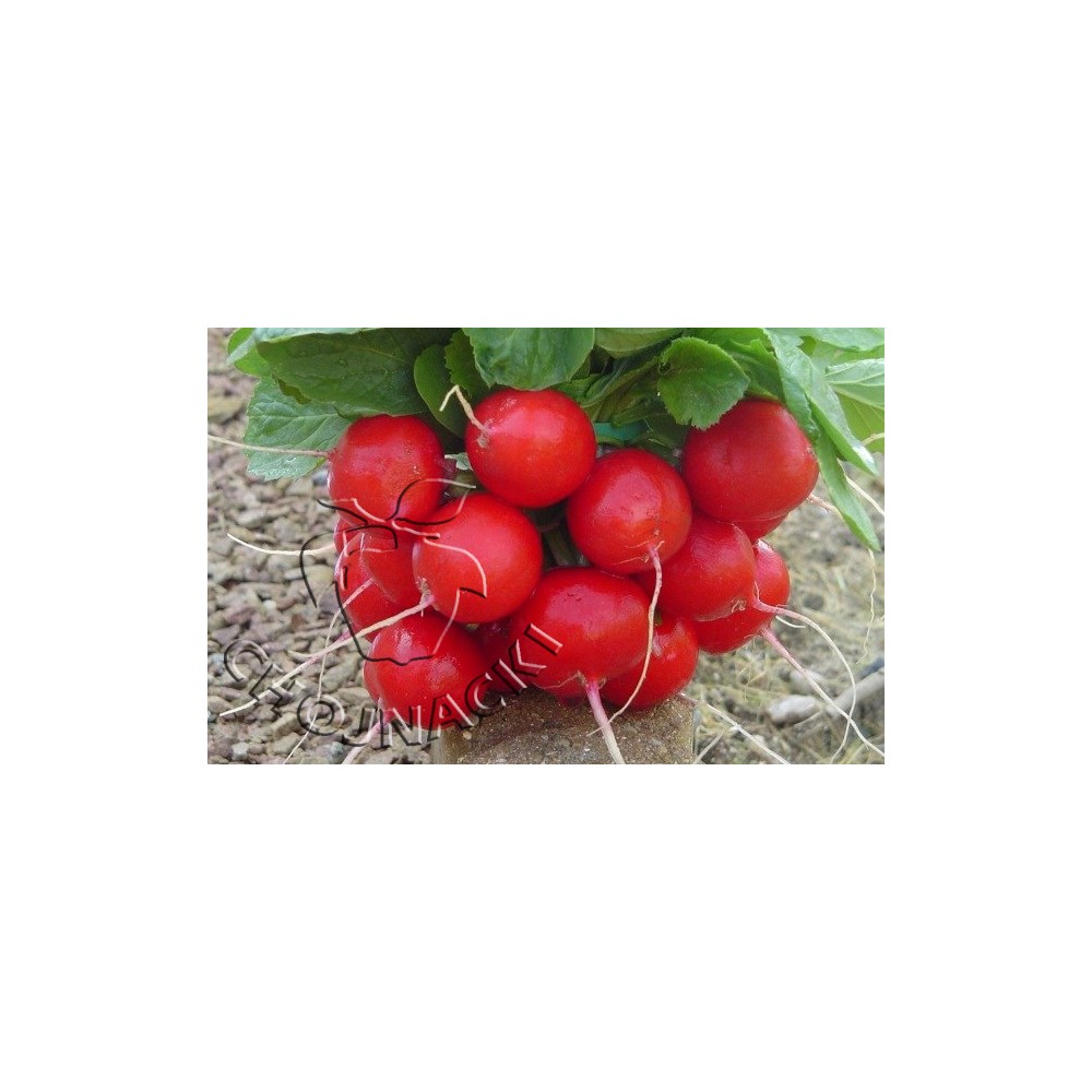 RZODKIEWKA ESCALA F1 (2,5-2,75) 50 TYS ST