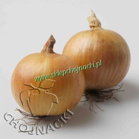 Cebula ozima Wolf f1 250 TYS NATURALNE ST