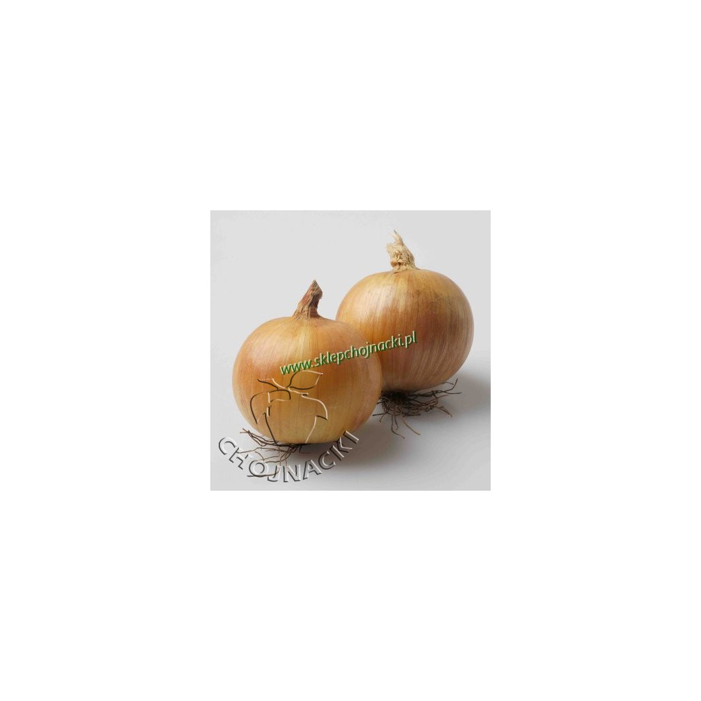 Cebula ozima Wolf f1 250 TYS NATURALNE ST