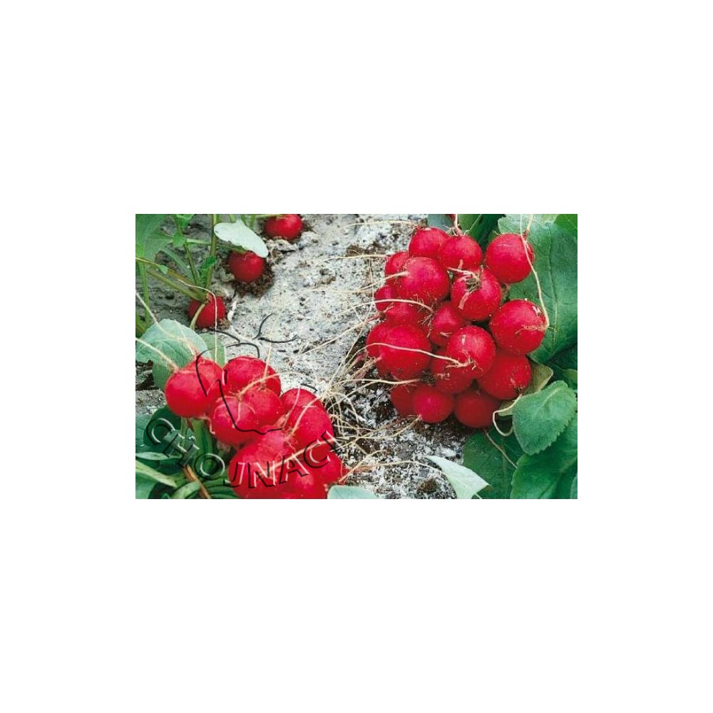 RZODKIEWKA RONDAR (3,00-3,25) 100 TYS ST