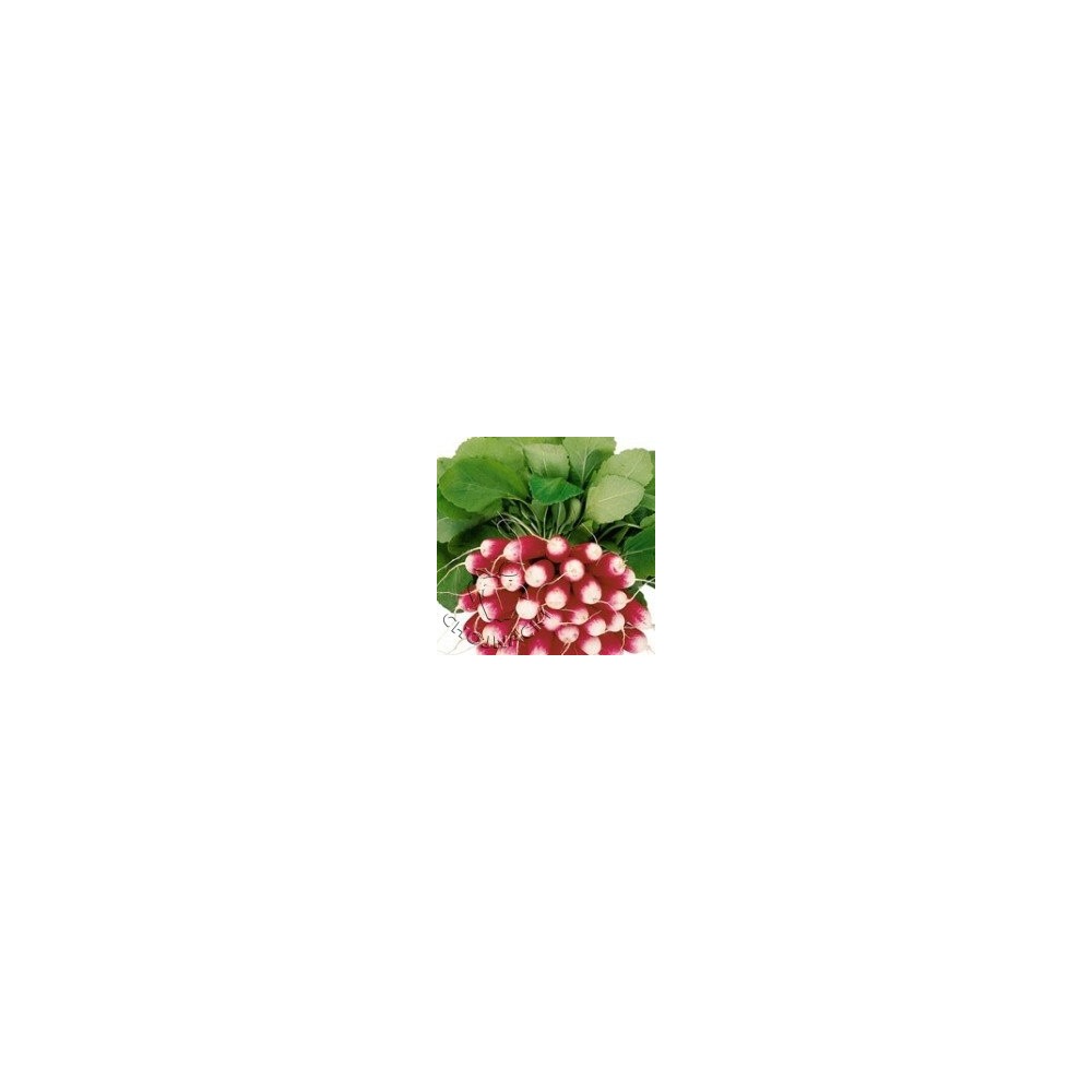RZODKIEWKA TRETO F1 (2,75-3,00) 10 TYS ST