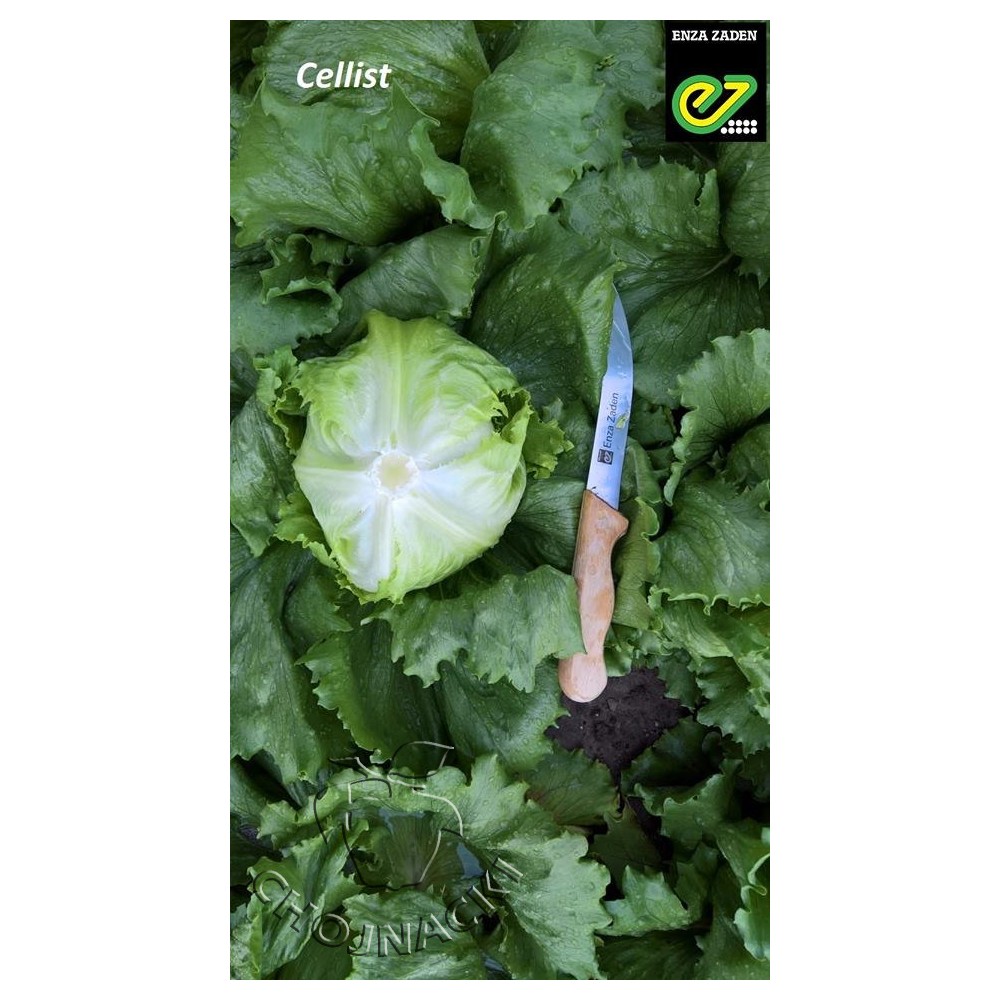 SAŁATA KRUCHA CELLIST 5 TYS OTOCZKOWANA ST