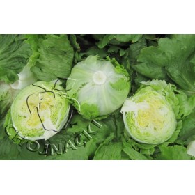 SAŁATA KRUCHA DAMION 10 TYS OTOCZKOWANA ST