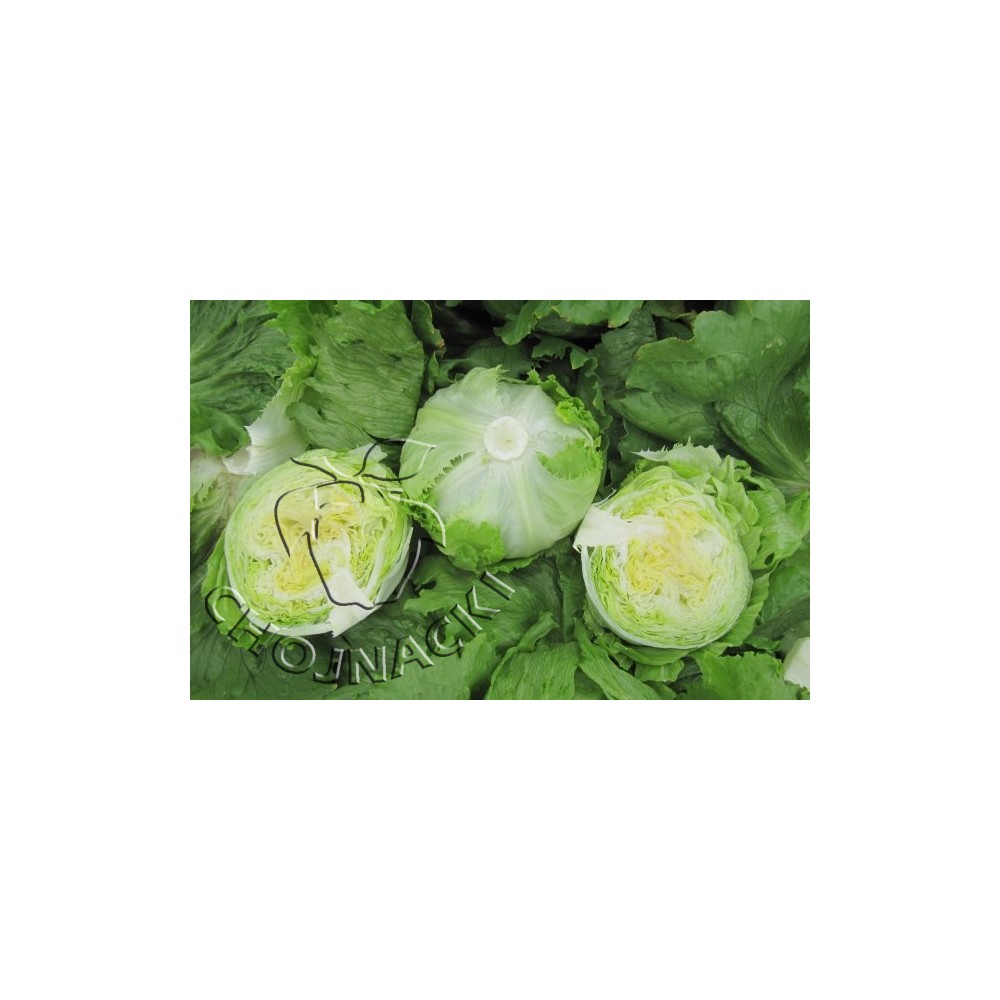 SAŁATA KRUCHA DAMION 10 TYS OTOCZKOWANA ST