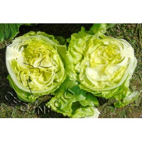 SAŁATA KRUCHA ROMOUR S TYS PODKIEŁKOWANE OTOCZKOWANE