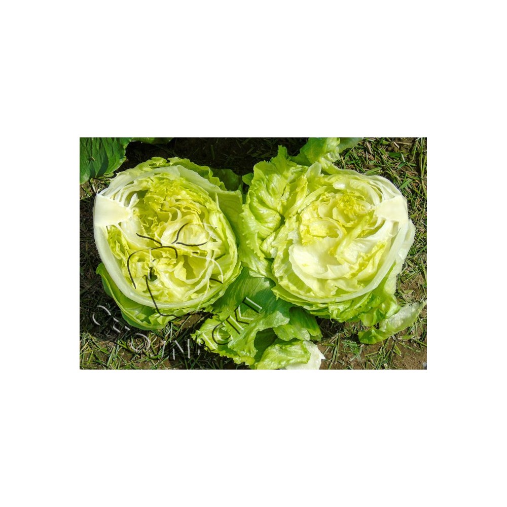 SAŁATA KRUCHA ROMOUR S TYS PODKIEŁKOWANE OTOCZKOWANE