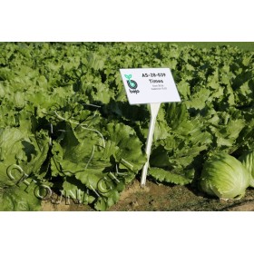 SAŁATA KRUCHA TIMES 5 TYS PODKIEŁKOWANE OTOCZKOWANE