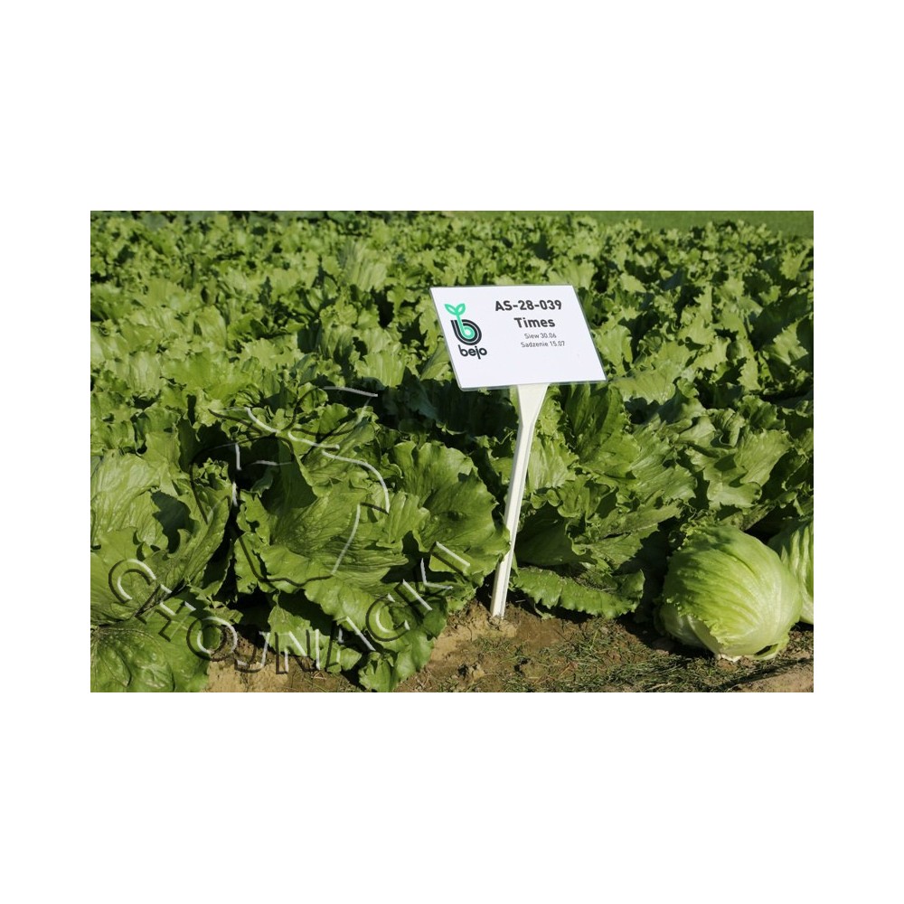 SAŁATA KRUCHA TIMES 5 TYS PODKIEŁKOWANE OTOCZKOWANE