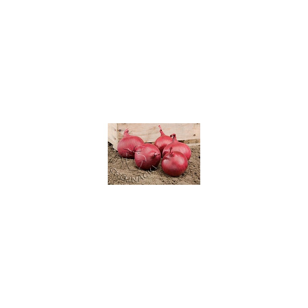 CEBULA RED TIDE F1 250 TYS