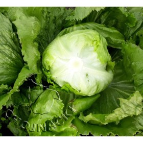 SAŁATA LODOWA FIRSTKIN 5 TYS OTOCZKA ST