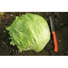 SAŁATA LODOWA GONDAR OTOCZKOWANE 5 TYS