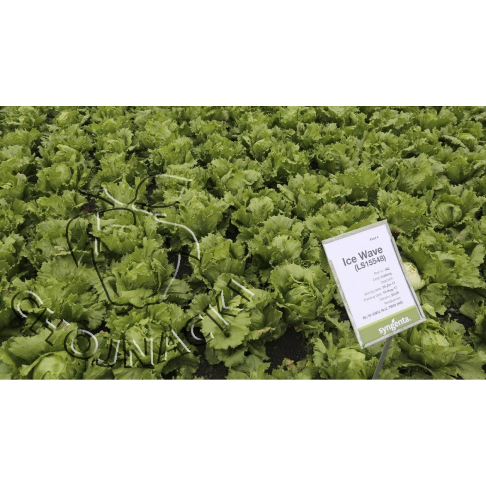 SAŁATA LODOWA ICE WAVE F1 5 TYS OTOCZKOWANE