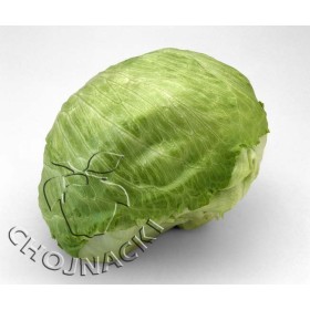 SAŁATA LODOWA KINDU OTOCZKOWANE 5 TYS ST