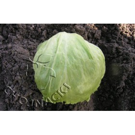 SAŁATA LODOWA TEMPLIN 5 TYS OTOCZKOWANE ST