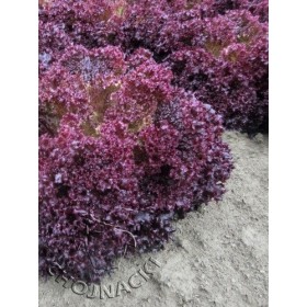 SAŁATA LOLLO ROSSA SOLOS 5 TYS PODKIEŁKOWANE OTOCZKOWANE