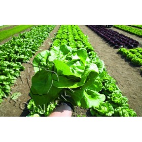 SAŁATA MASŁOWA MEFALDA 5 TYS OTOCZKA